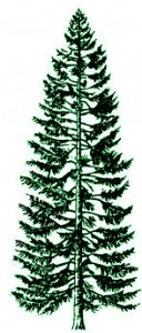 nSpruce